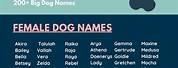 Big Boy Dog Names