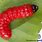 Big Red Caterpillar