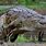 Biggest Crocodile in Africa