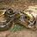 Biggest Snake Anaconda Found
