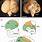 Bird Brain Anatomy