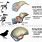 Bird Brain Diagram