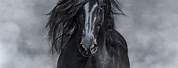 Black Andalusian Horse with Long Hair