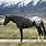 Black Appaloosa Horse