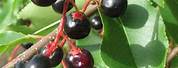 Black Cherry Tree Prunus Serotina