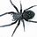 Black House Spiders Are Poisonous