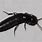 Black Rove Beetle