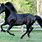 Black Stallion Morgan Horse