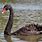 Black Swan Australia