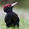 Black Woodpecker