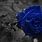 Black and Blue Roses