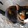 Black and Red Calico Cat