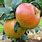Blenheim Orange Apple