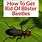 Blister Beetle Wart Treatment