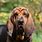 Bloodhound Dog Breed