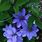Blue Clematis Plants