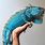 Blue Iguana Pet