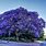 Blue Jacaranda Tree Flowering