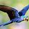 Blue Macaw Flying