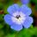 Blue Perennial Geranium