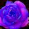 Blue Purple Roses