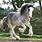 Blue Roan Clydesdale