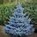 Blue Spruce Evergreen Shrubs