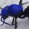 Blue Velvet Ant Sting