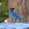 Blue Woodpecker Bird