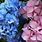 Blue and Pink Hydrangea