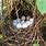 Bobwhite Quail Nest