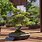 Bonsai House