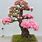 Bonsai Tree with Flowers