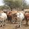 Botswana Cattle