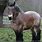 Brabant Draft Horse