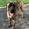 Brindle Mastiff