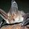 Brown Long Eared Bat Picture