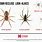 Brown Recluse Spider Look Alikes