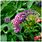 Buddleia Flower Power