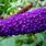 Buddleia Purple