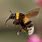Bumblebee Fly