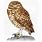 Burrowing Owl Art