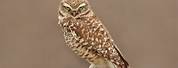 Burrowing Owl Bird