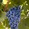 Cabernet Sauvignon Grapes