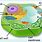 Cactus Plant Cell