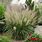 Calamagrostis Brachytricha Grass