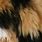 Calico Cat Fur Pattern