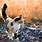 Calico Cat Photography