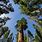 California Giant Trees