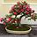 Camellia Bonsai Tree